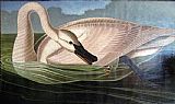 Swan predator
